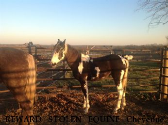 REWARD STOLEN EQUINE Cheyenne - RECOVERED Near Holt , MO, 64048